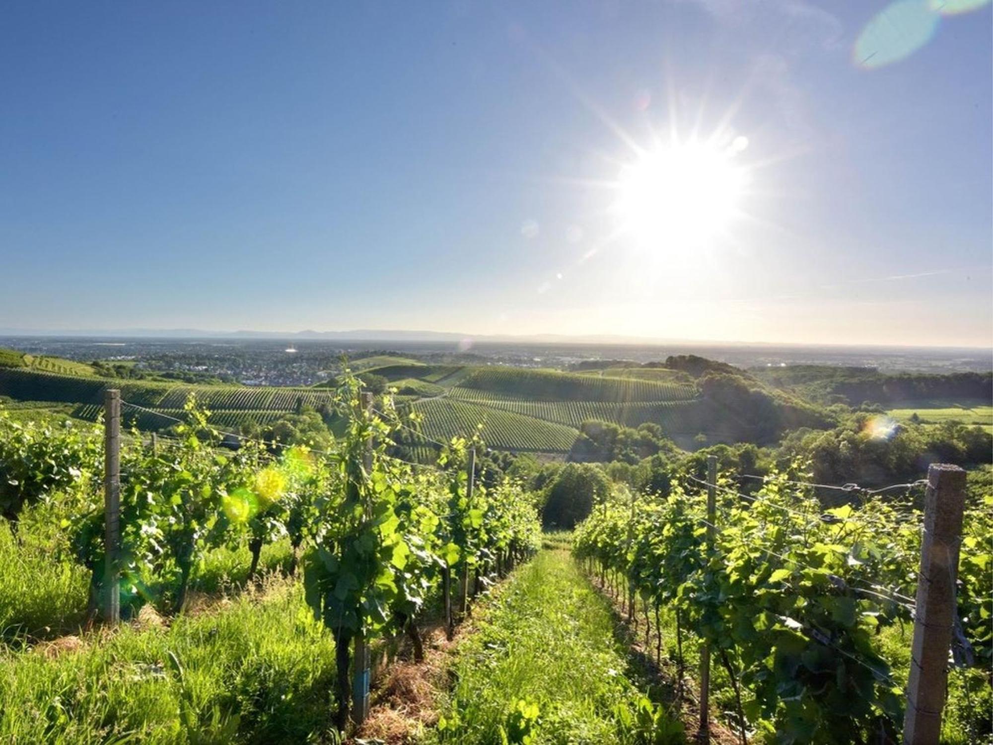 Appartement Weingut Pieper Basler *